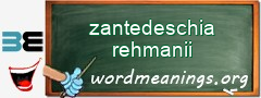 WordMeaning blackboard for zantedeschia rehmanii